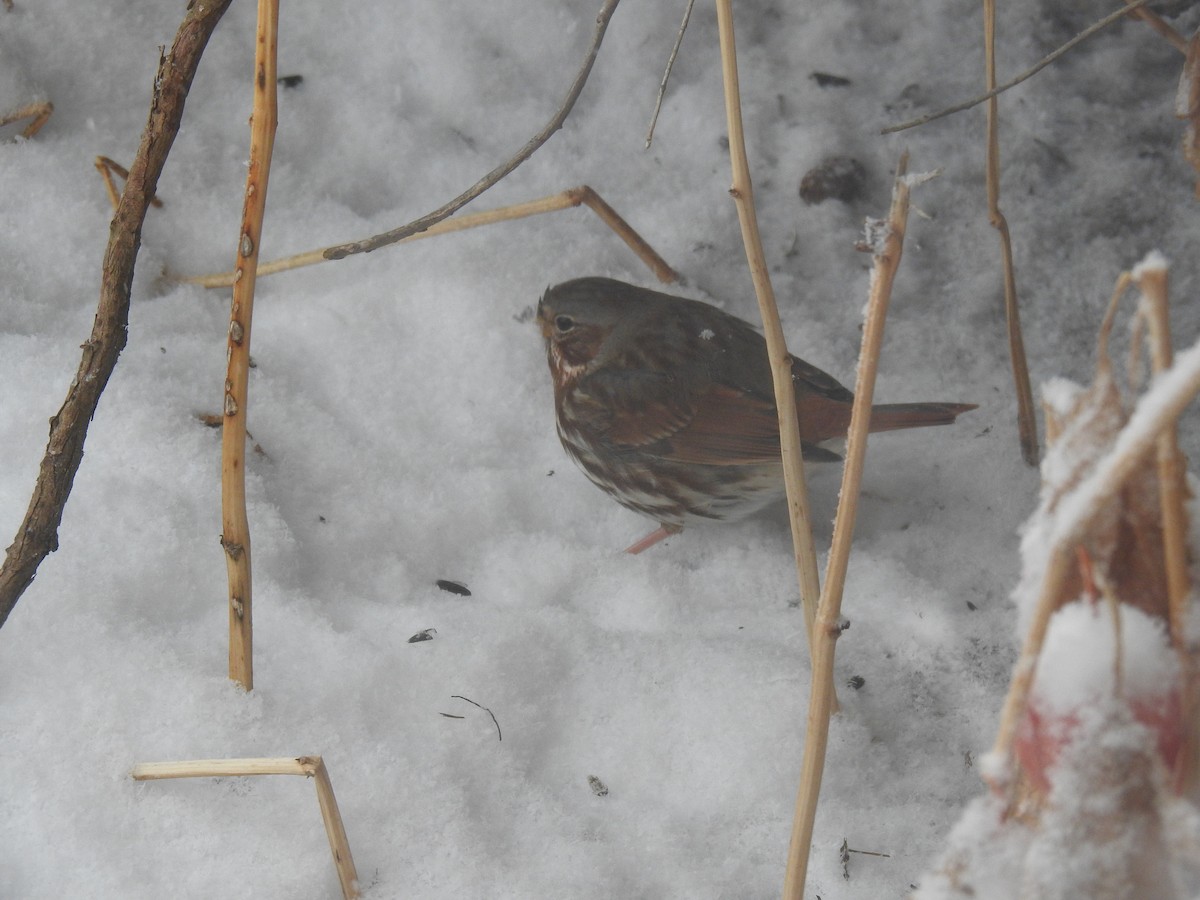 Fox Sparrow - ML406915121