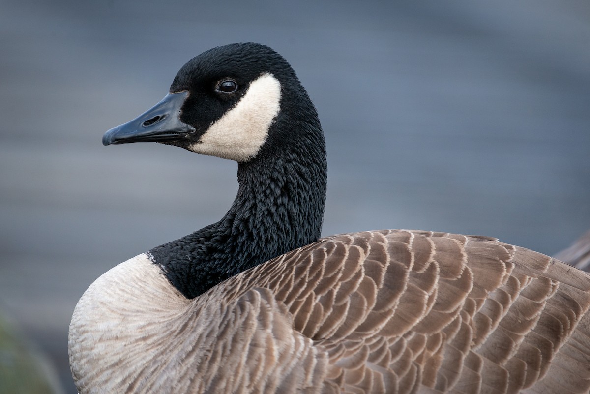 Canada Goose - Darren Kirby