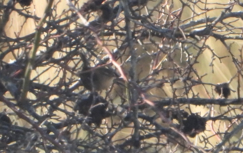 Eurasian Wren - Víctor Coello Cámara