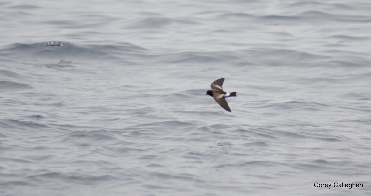 Wilson's Storm-Petrel - ML40692071