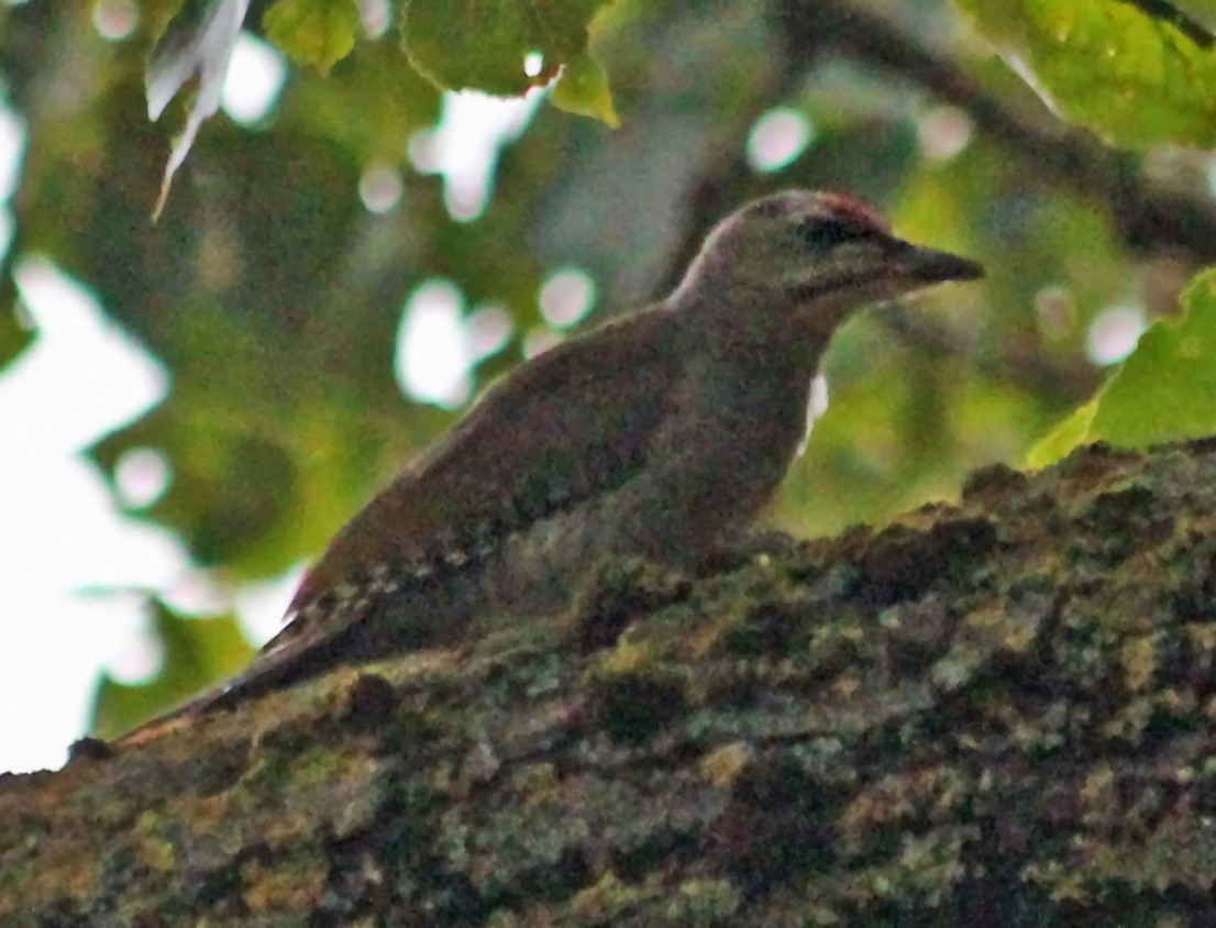 Gray-headed Woodpecker - Mike Litak