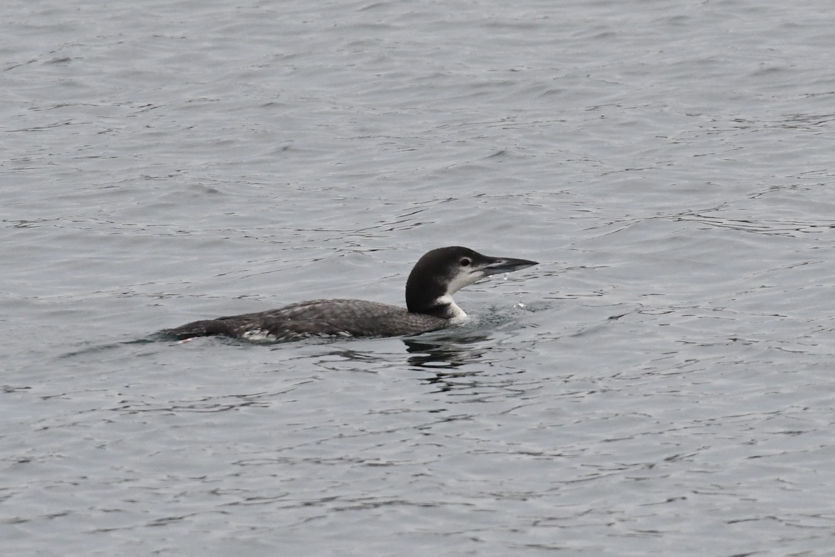 Common Loon - Barry Blust