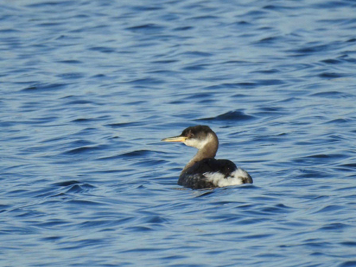 Red-necked Grebe - ML406922981