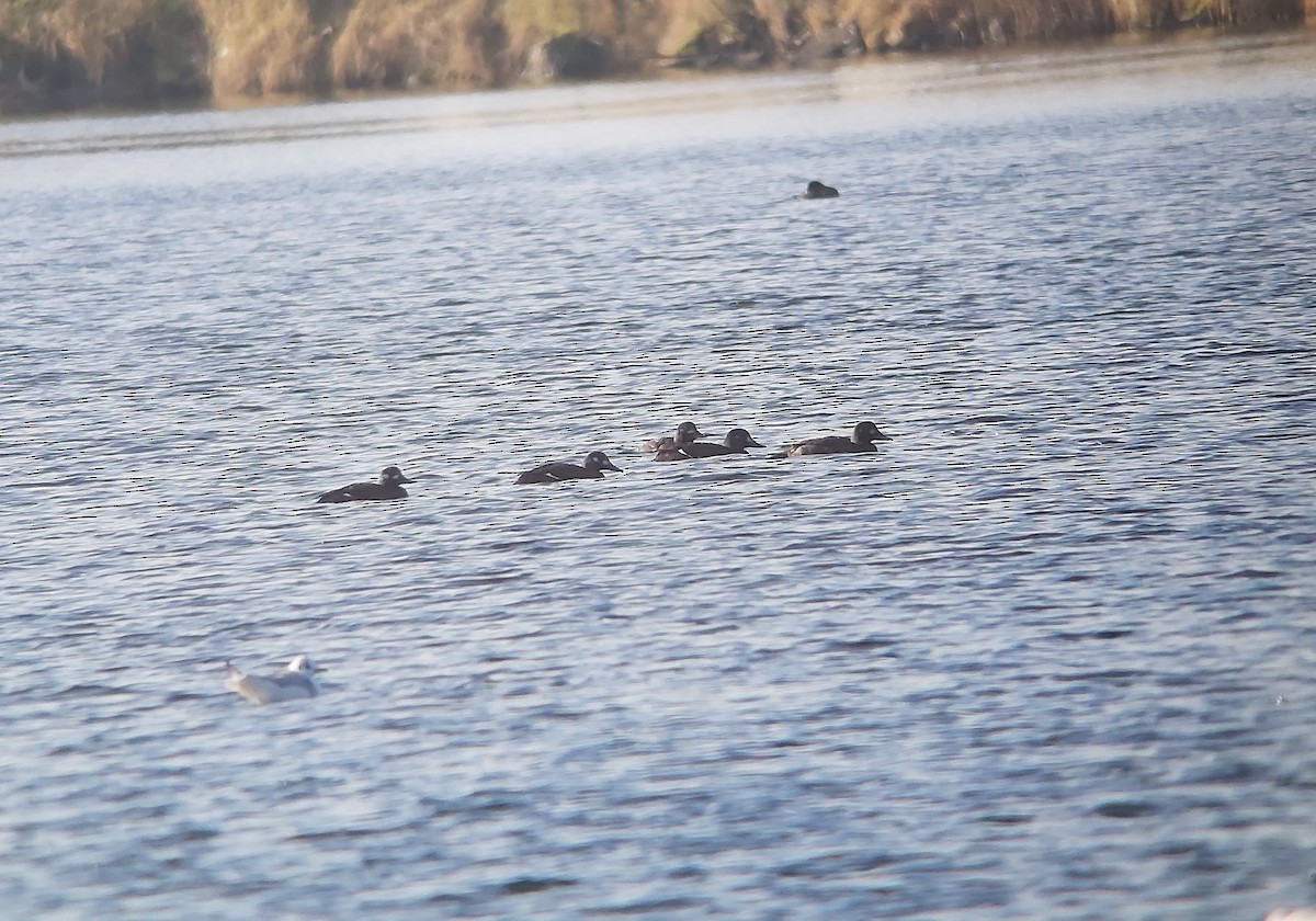 Velvet Scoter - Björn Deduytsche