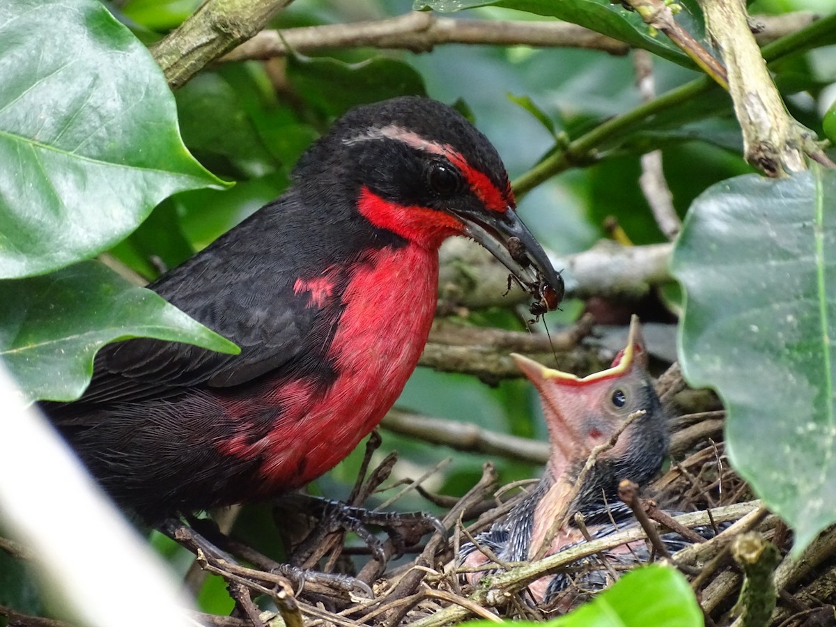 Rosy Thrush-Tanager - Felipe Cardona Toro