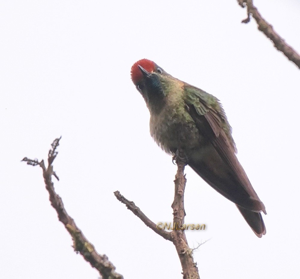 Rufous-capped Thornbill - ML406926981