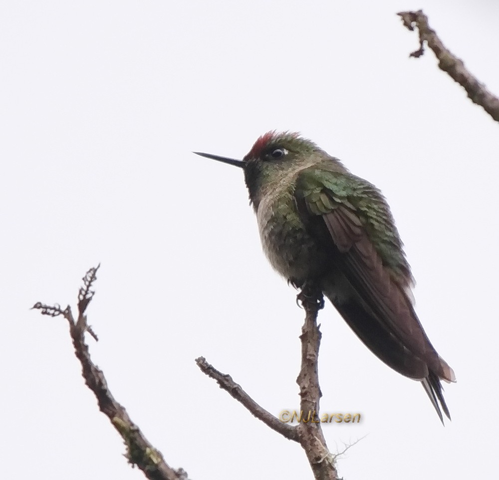 kolibřík rezavokorunkatý - ML406926991