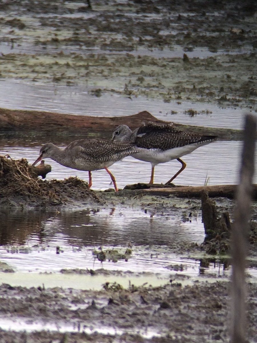 Spotted Redshank - ML406927781