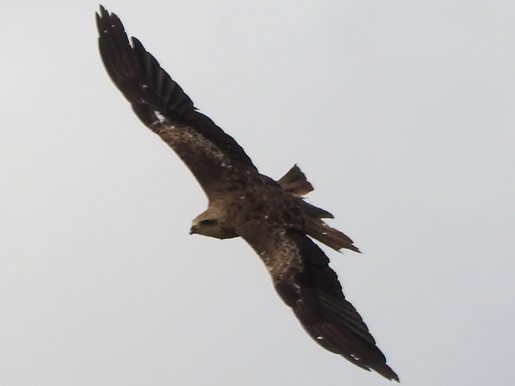 Black Kite - ML40692901