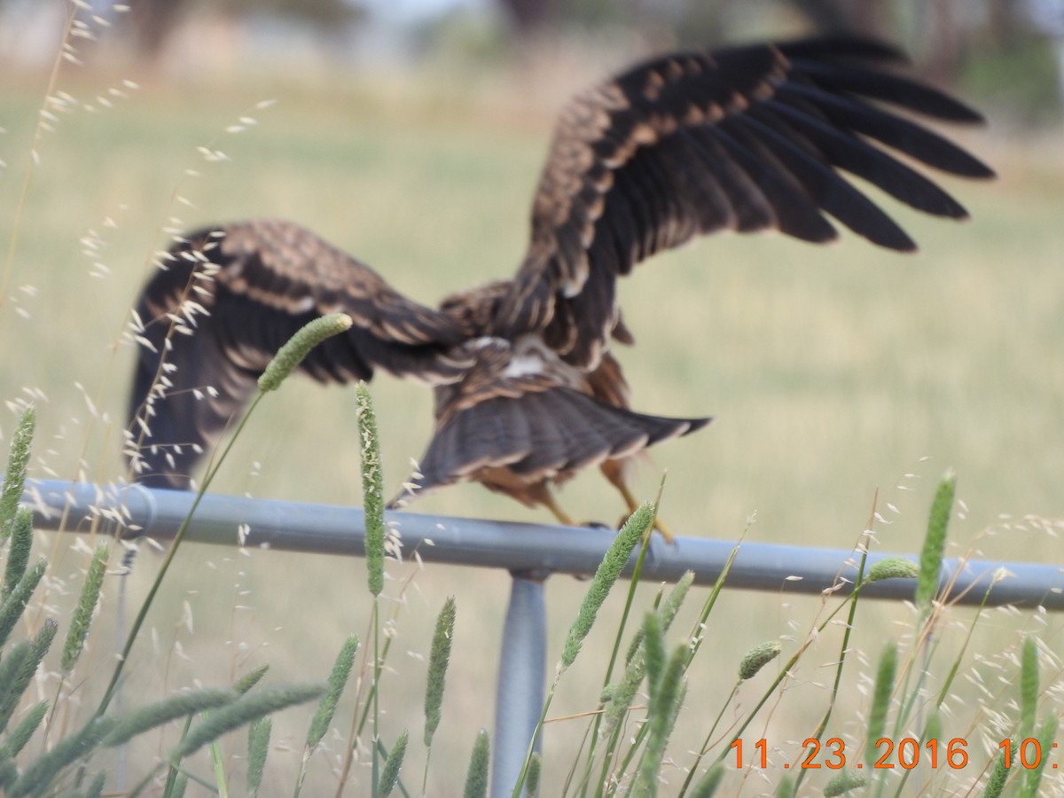 Black Kite - ML40692991