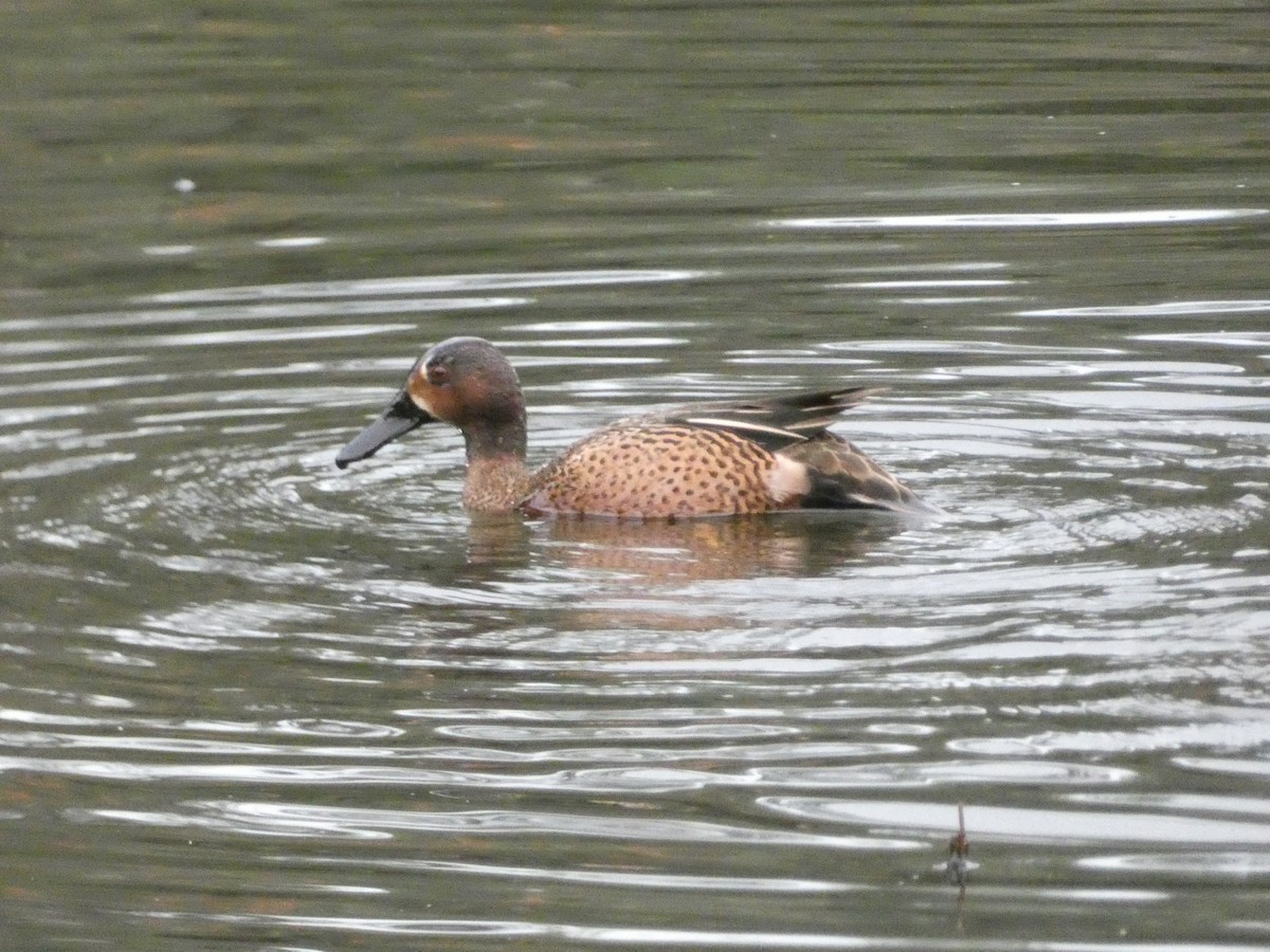 Blue-winged x Cinnamon Teal (hybrid) - ML406930531