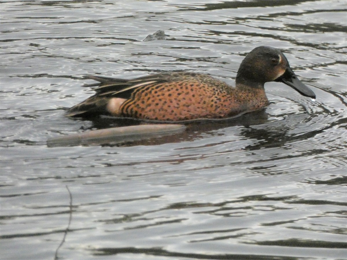 Blue-winged x Cinnamon Teal (hybrid) - ML406930541