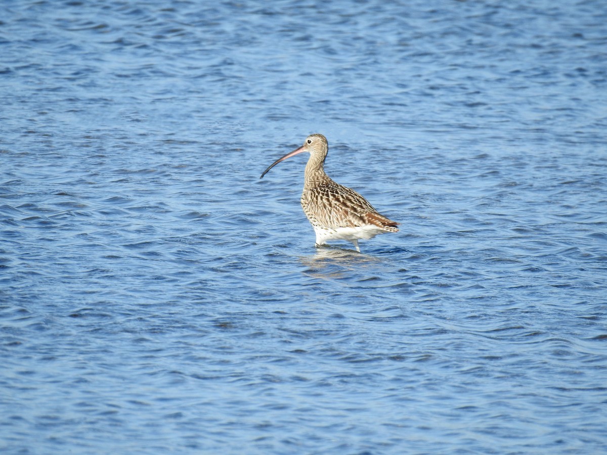 Eurasian Curlew - Lydia Curtis