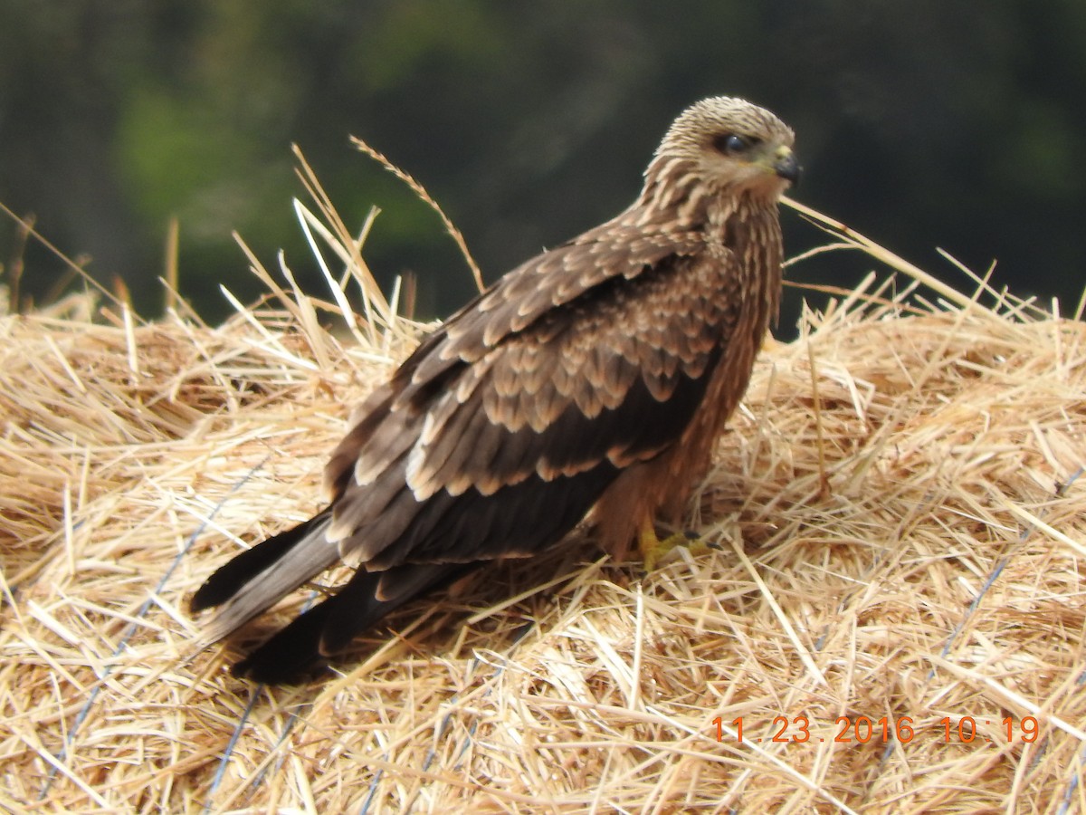 Black Kite - ML40693071