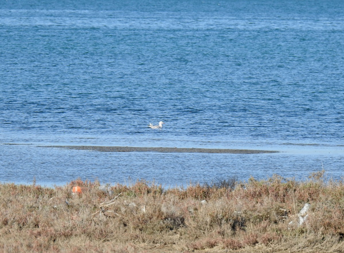 Slender-billed Gull - ML406930981