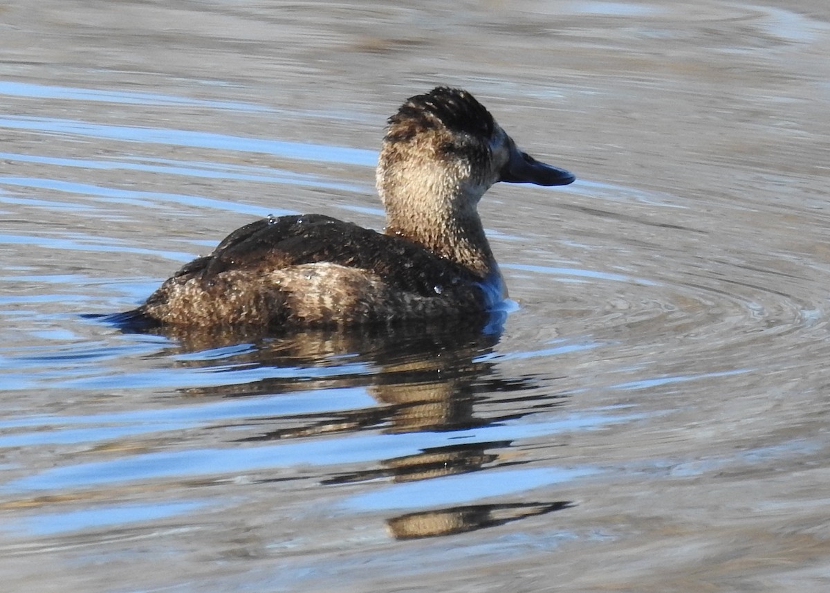 Ruddy Duck - ML406931851