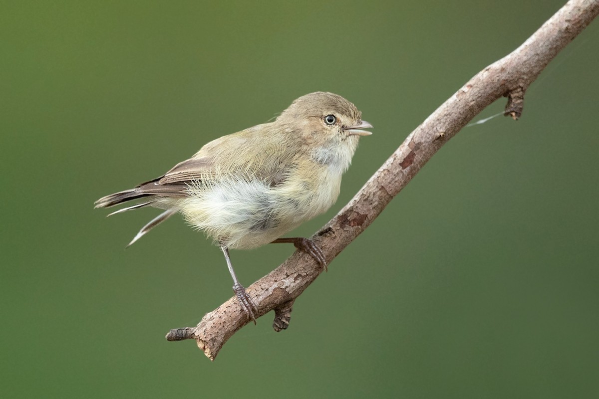 コバシムシクイ - ML406932431