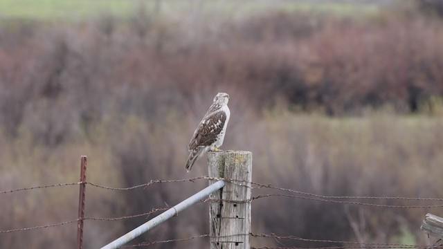 Königsbussard - ML406935511