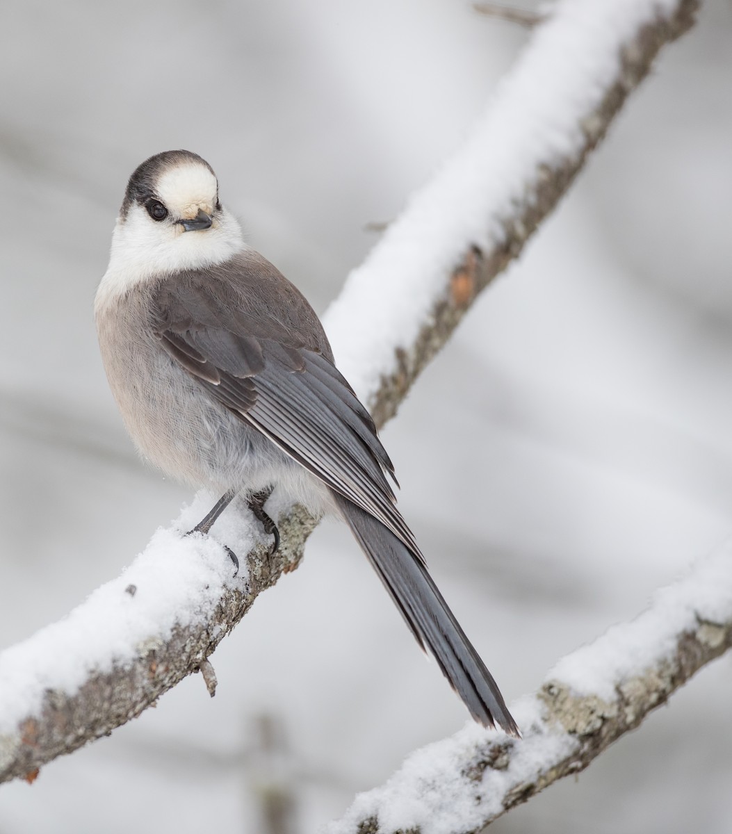 Canada Jay - Ian Davies