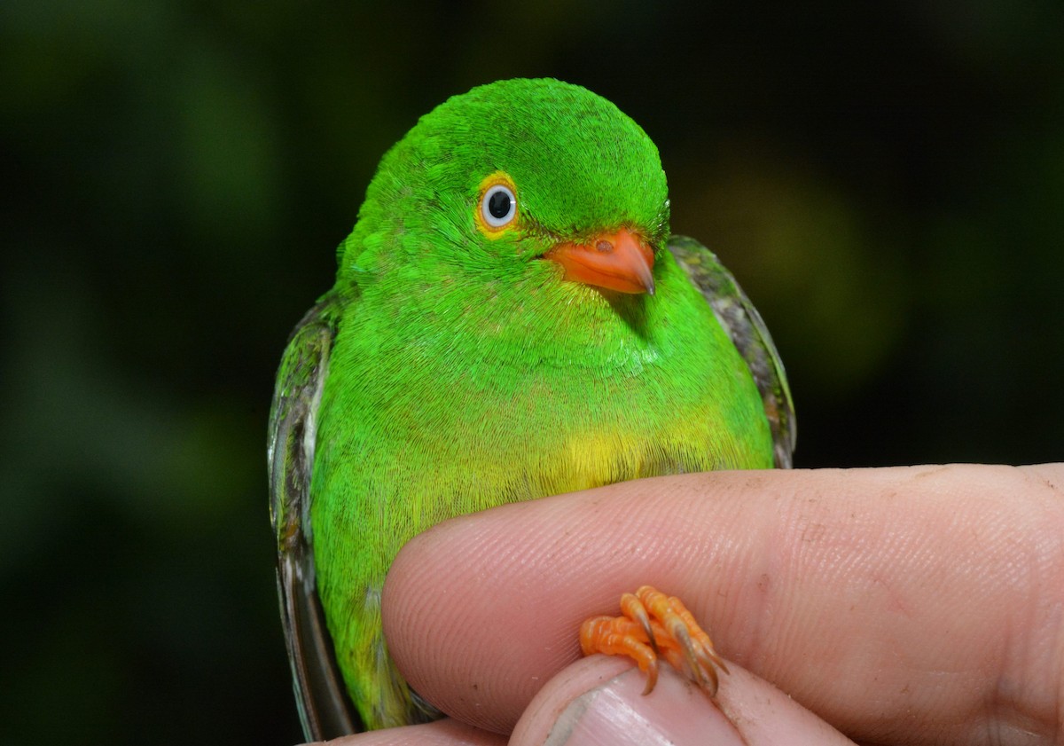 Yellow-collared Chlorophonia - Kyle Kittelberger