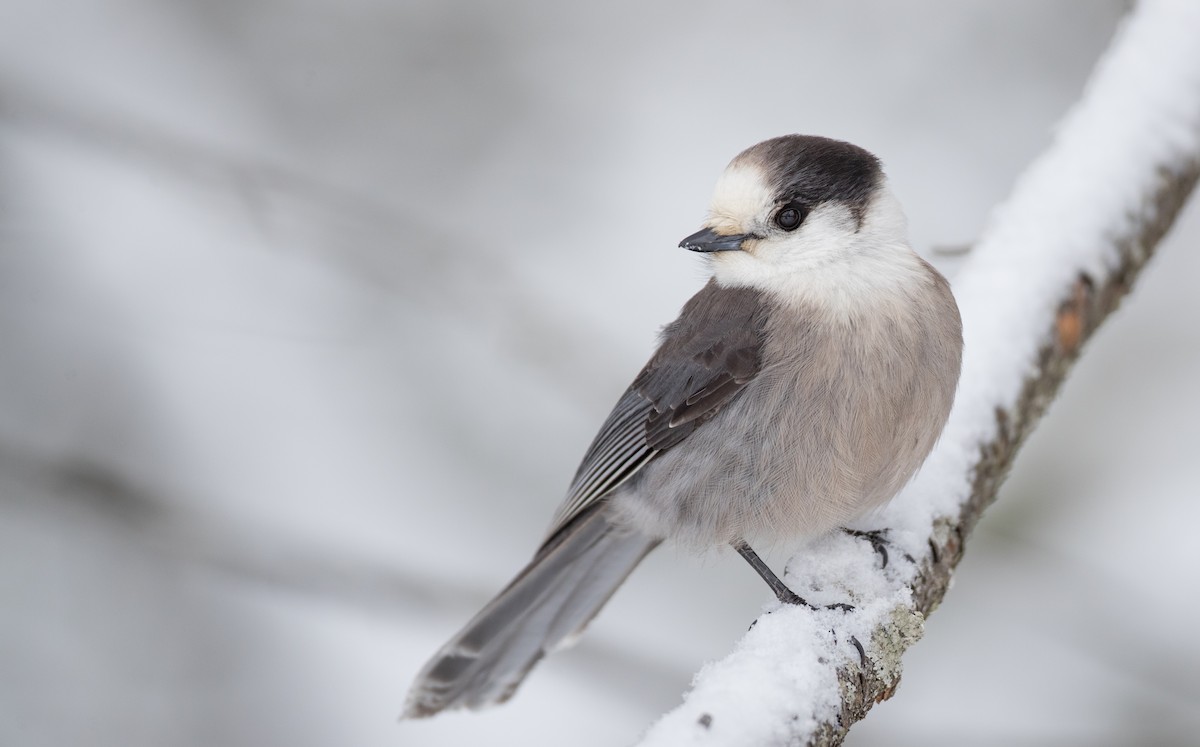 Canada Jay - Ian Davies