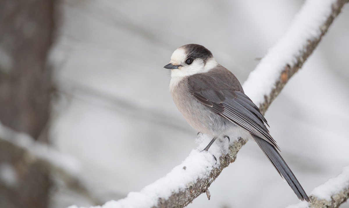 Canada Jay - Ian Davies