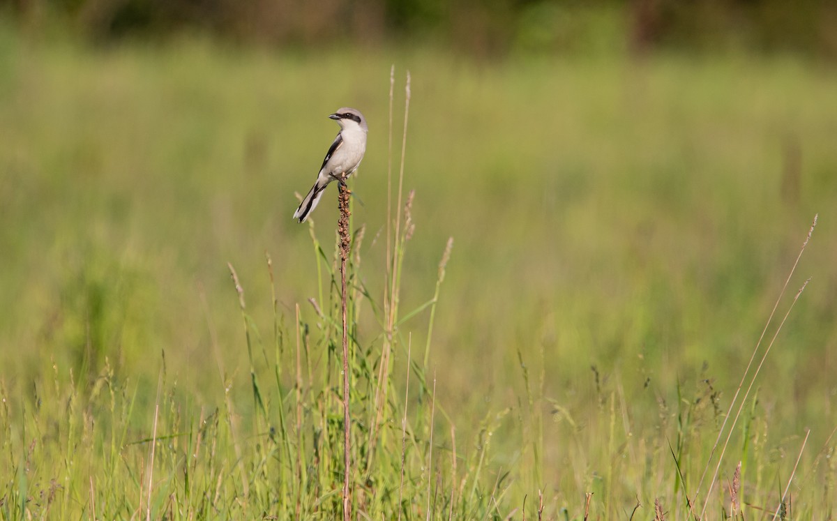 Pie-grièche migratrice - ML406939051