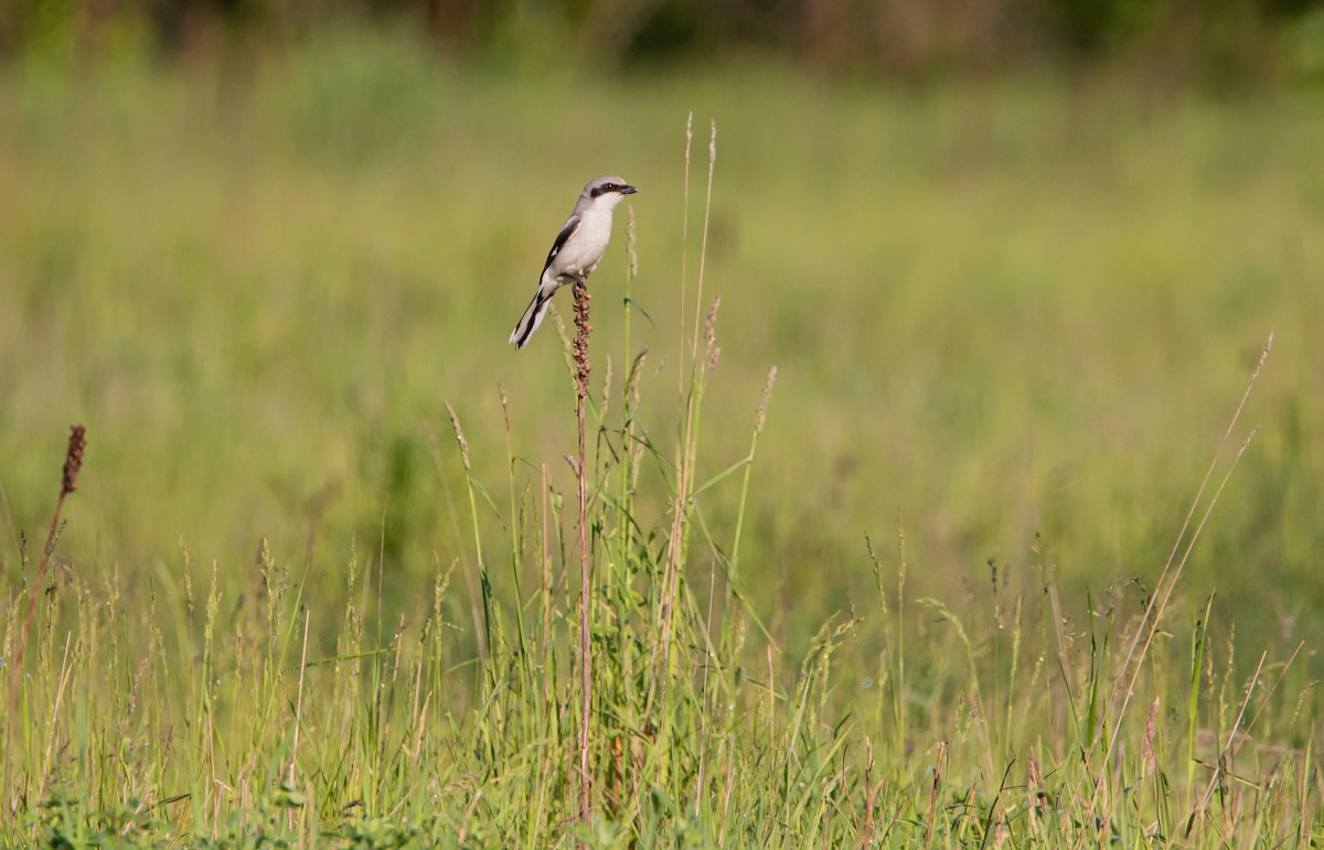 Pie-grièche migratrice - ML406939091