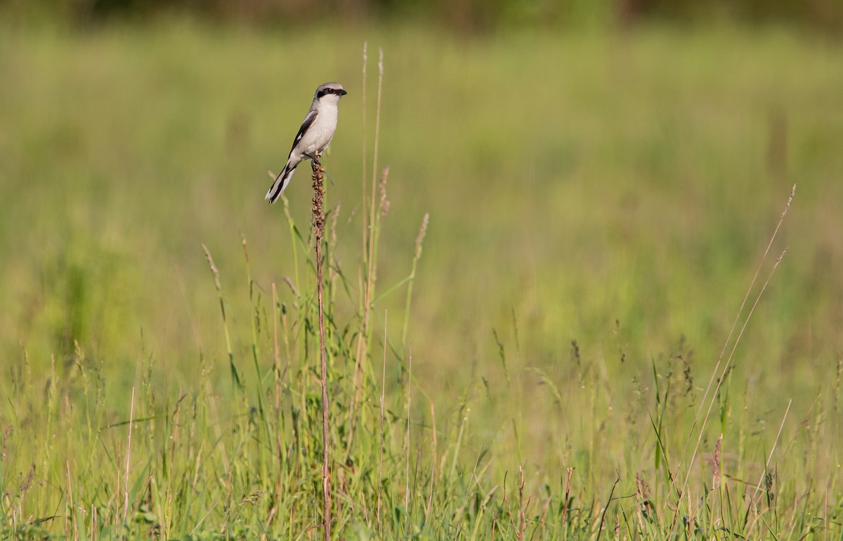 Loggerhead Shrike - ismael chavez