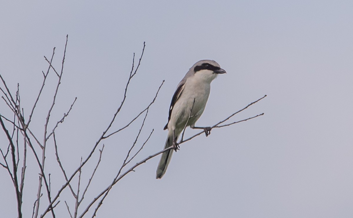 Loggerhead Shrike - ismael chavez