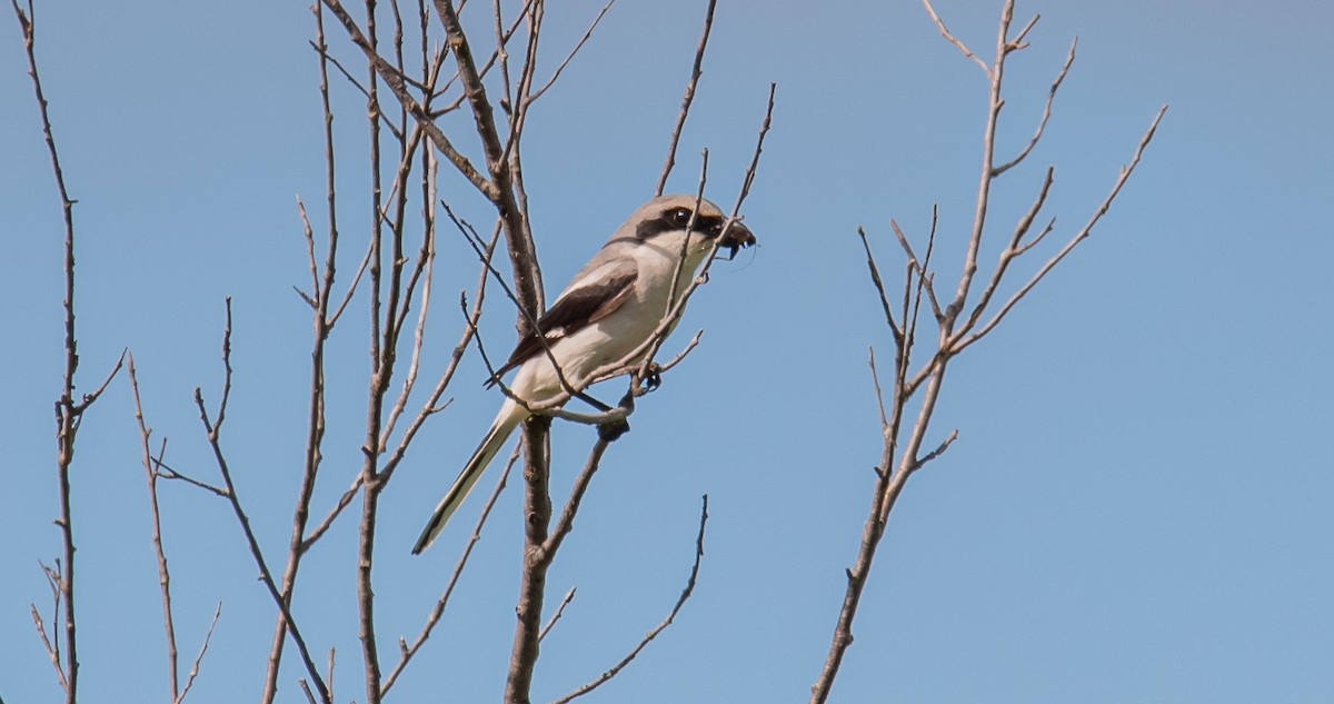 Loggerhead Shrike - ismael chavez