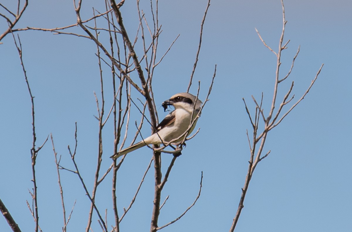 Pie-grièche migratrice - ML406939241