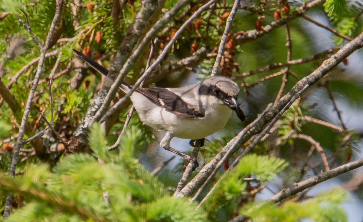 Pie-grièche migratrice - ML406939251