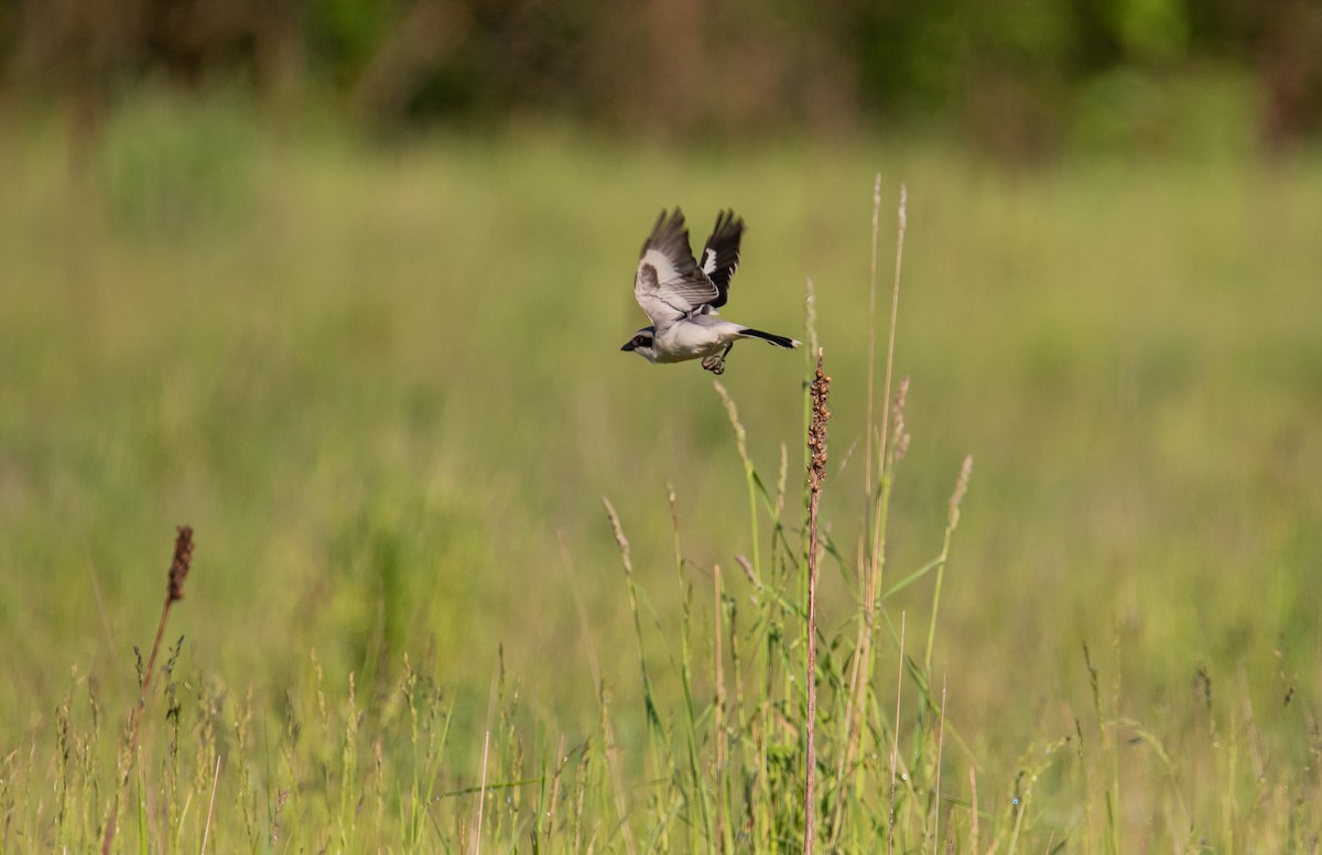 Pie-grièche migratrice - ML406939281