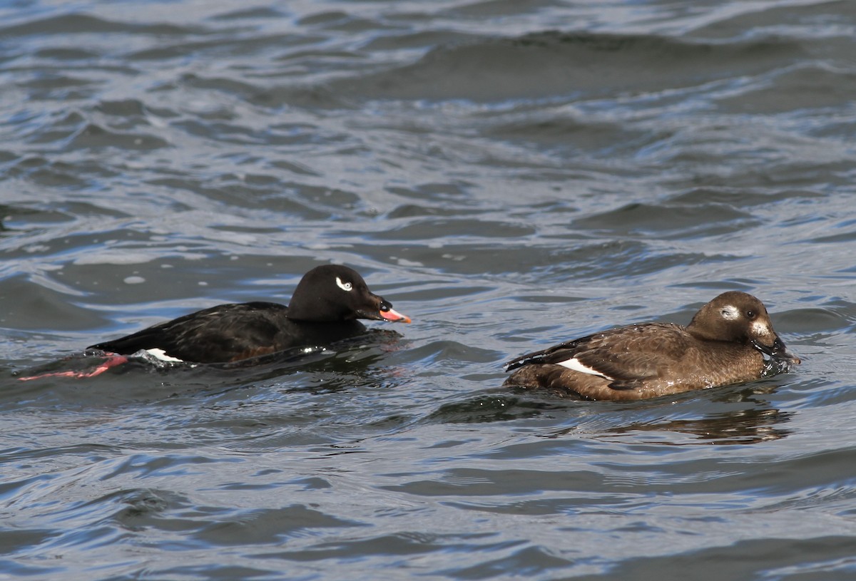 White-winged Scoter - David Wheeler