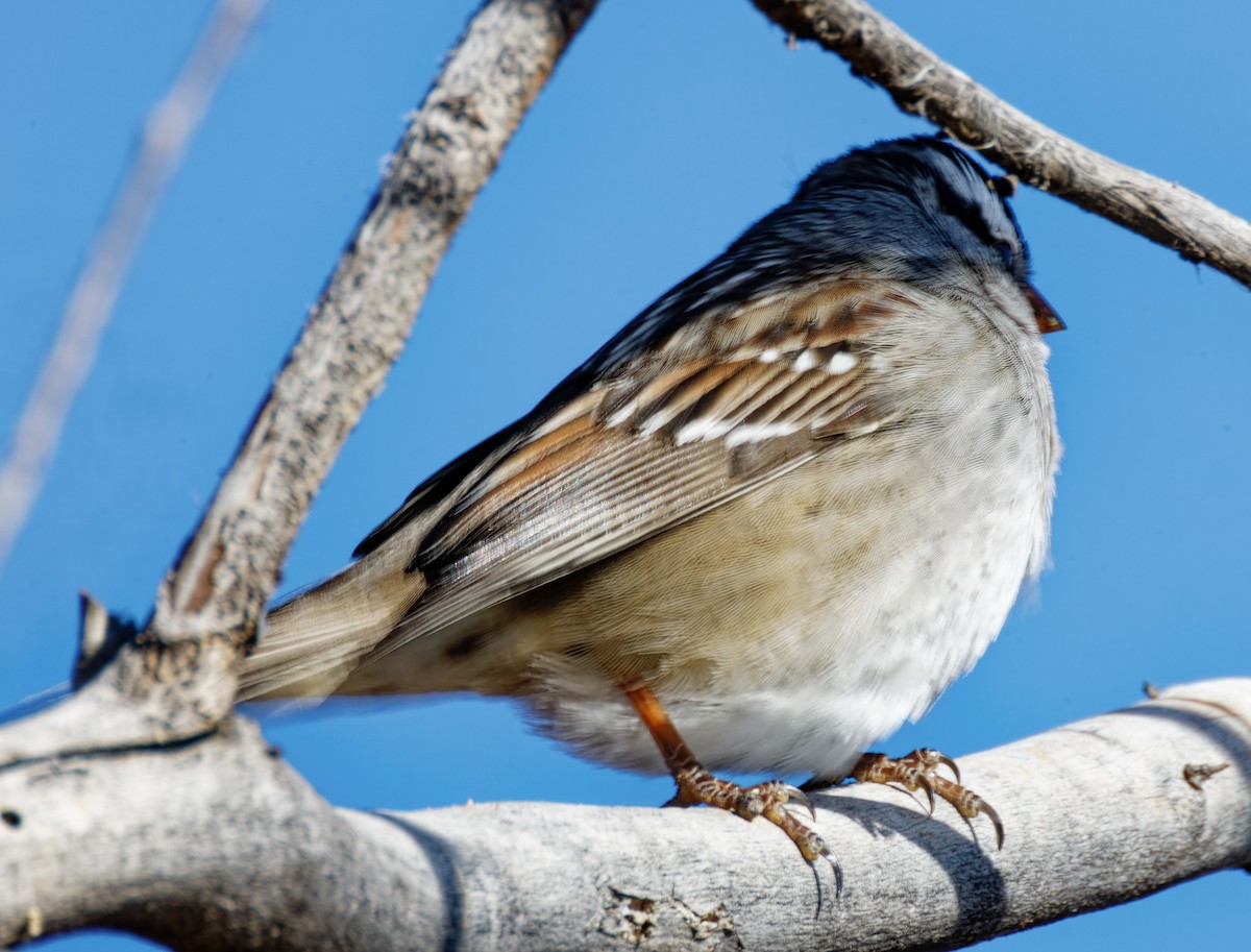 White-crowned Sparrow - ML406939821