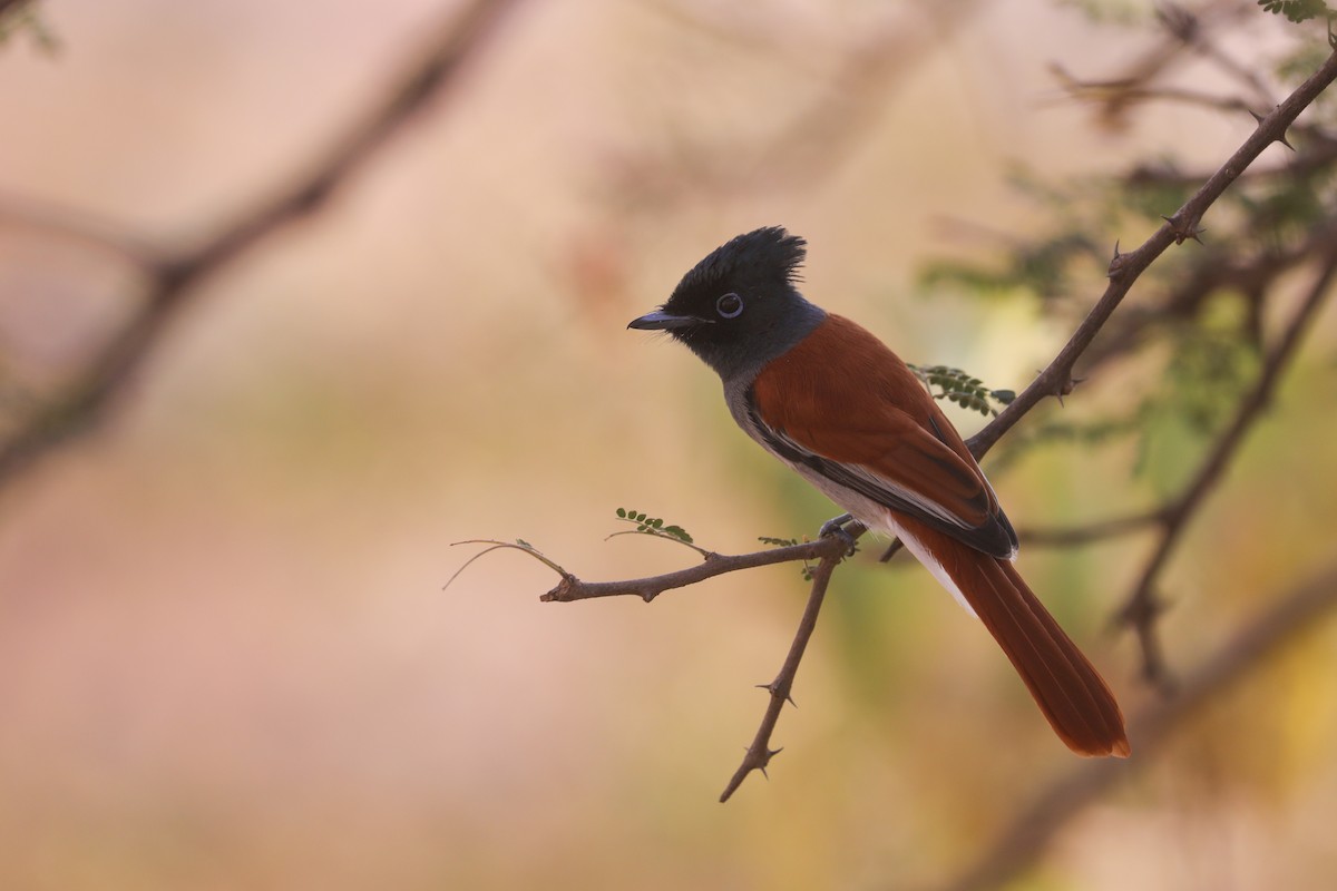 African Paradise-Flycatcher - ML406939941