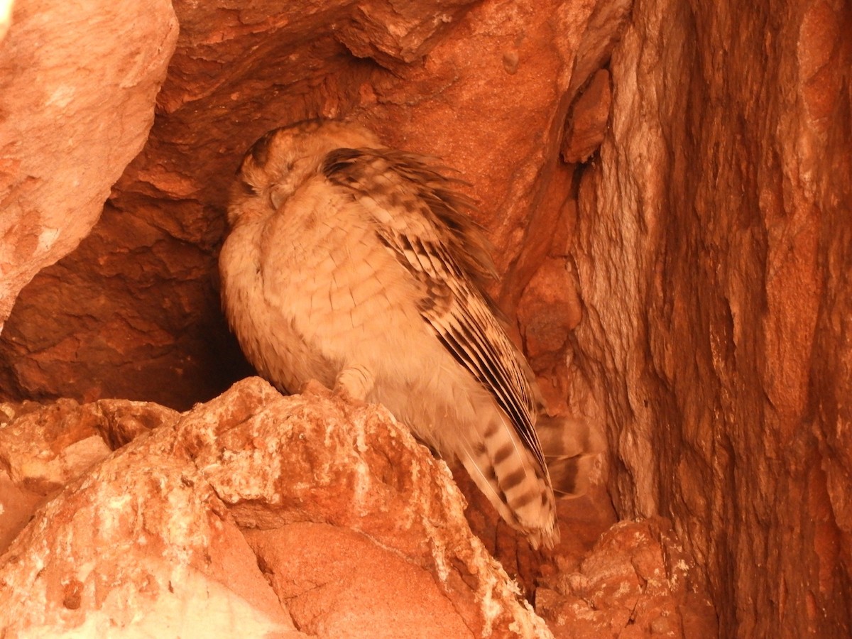 Desert Owl - Hector Chavez
