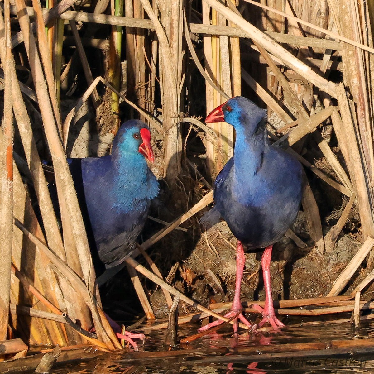 Western Swamphen - Matias Castren