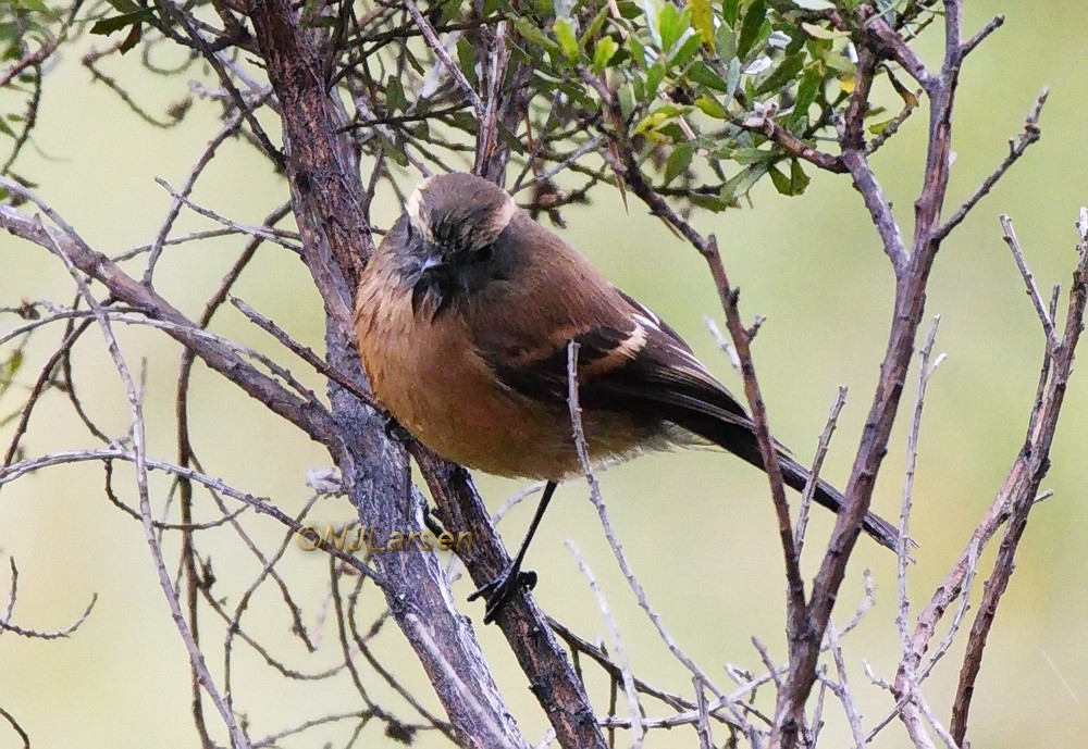 Brown-backed Chat-Tyrant - ML406943191