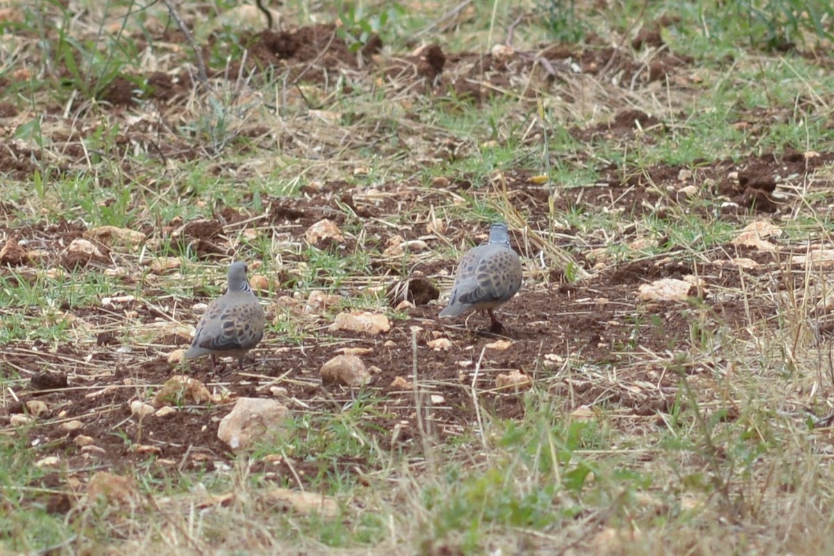 European Turtle-Dove - ML406945001