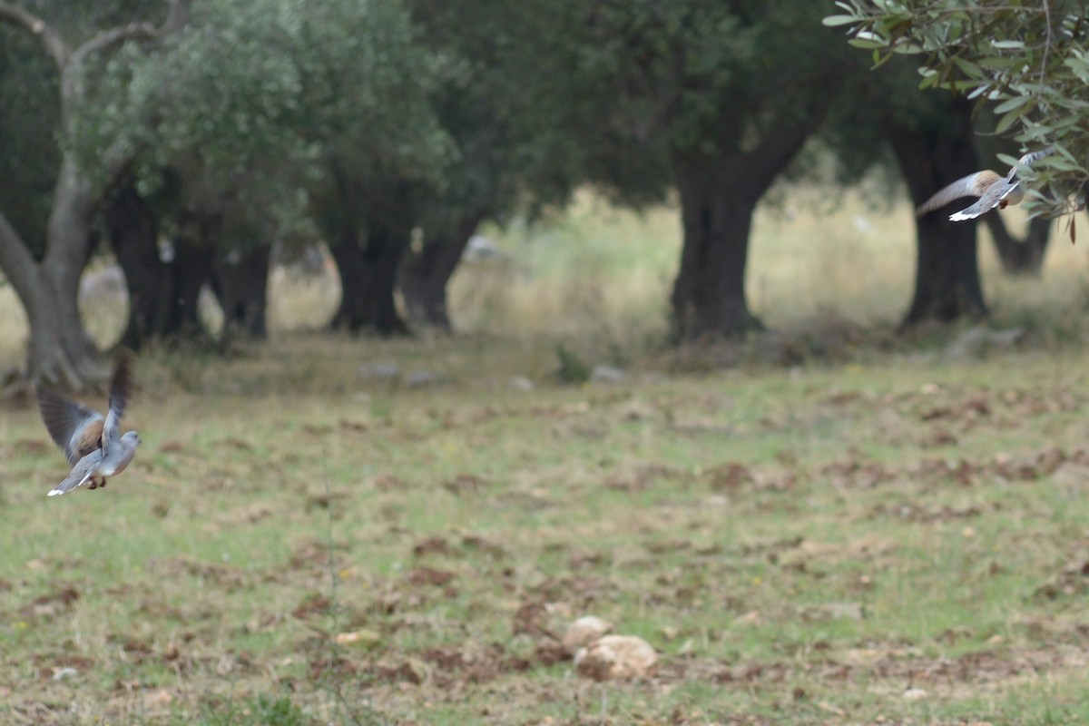 European Turtle-Dove - ML406945031