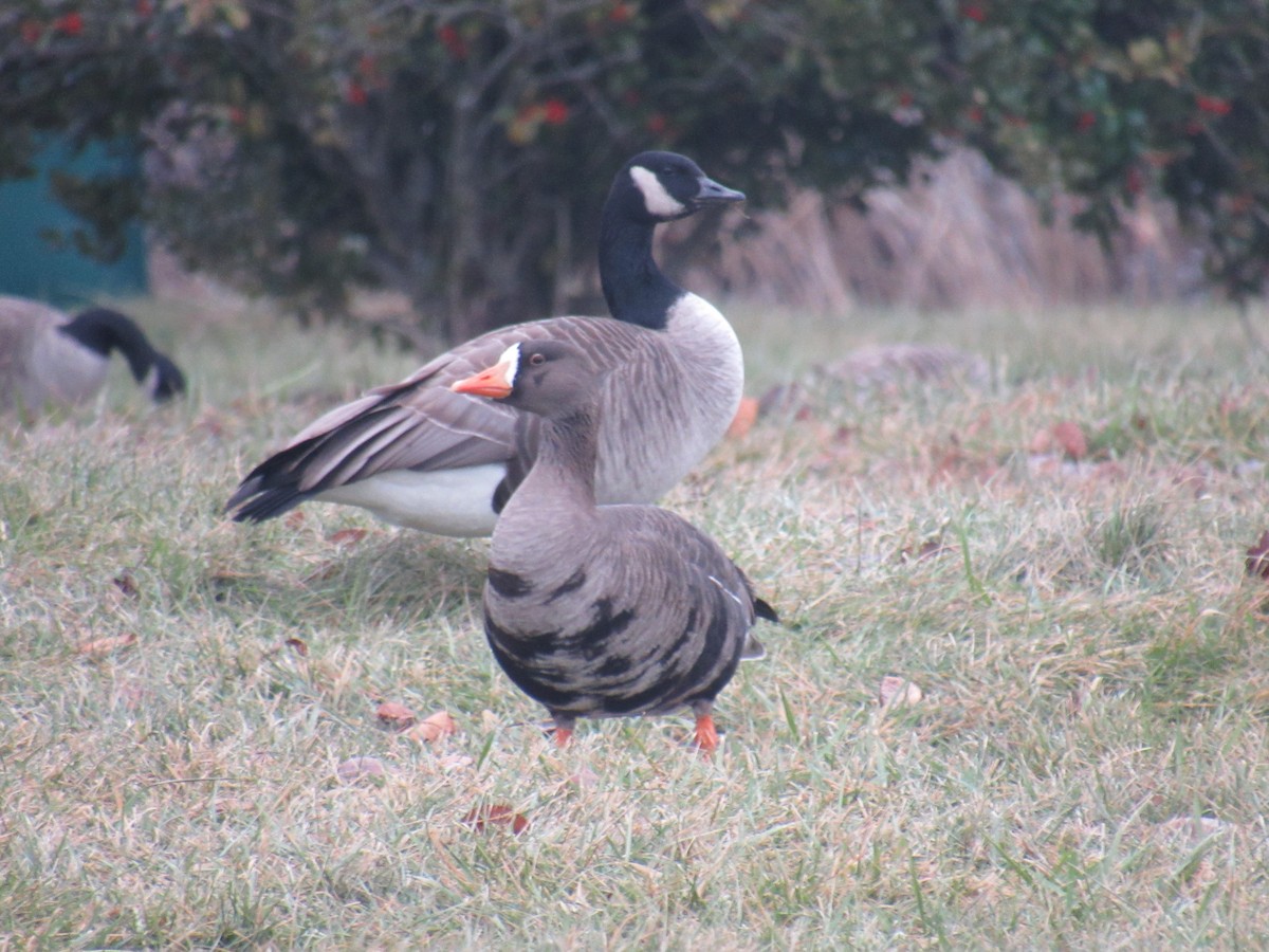 Greater White-fronted Goose - ML406946301