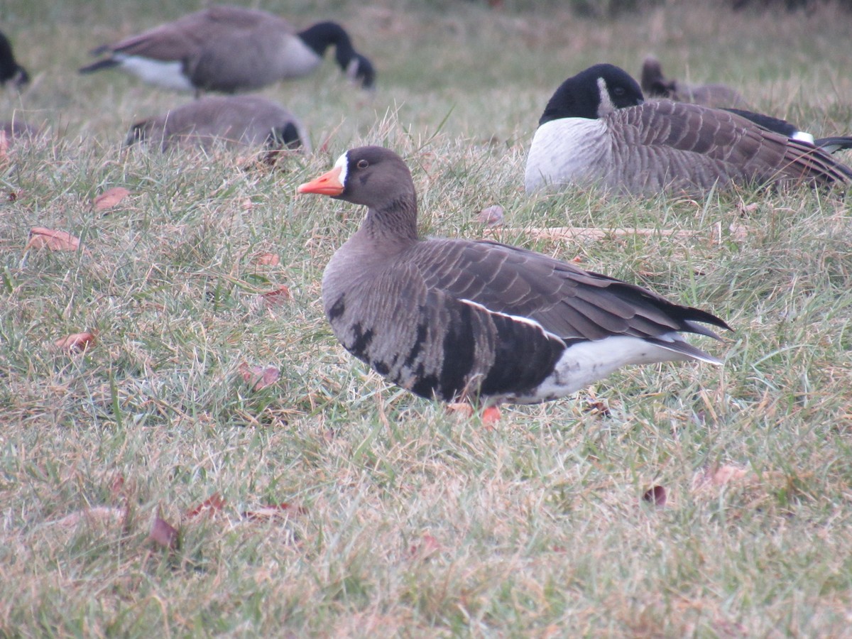 Greater White-fronted Goose - ML406946321