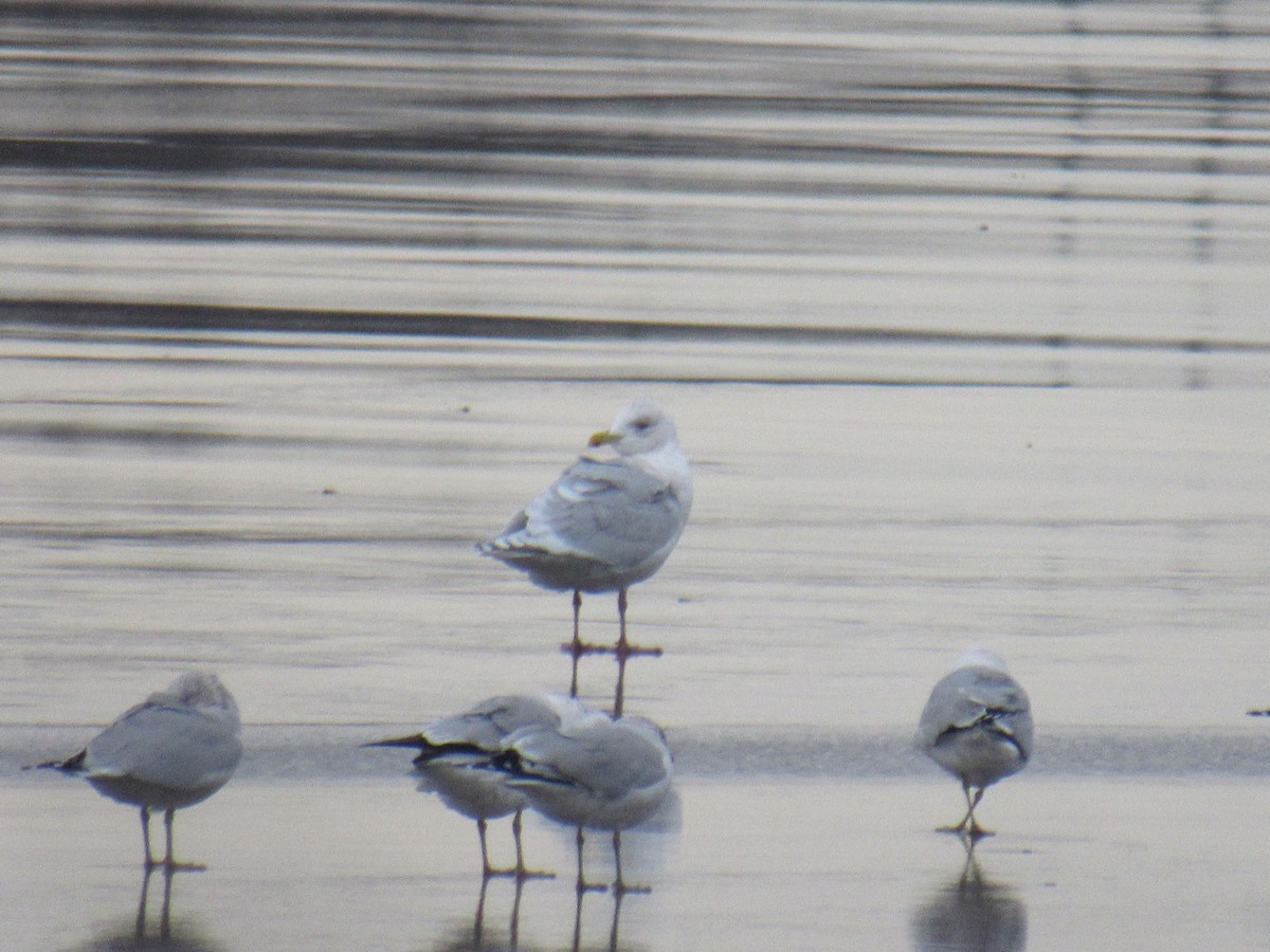 Iceland Gull - ML406946661