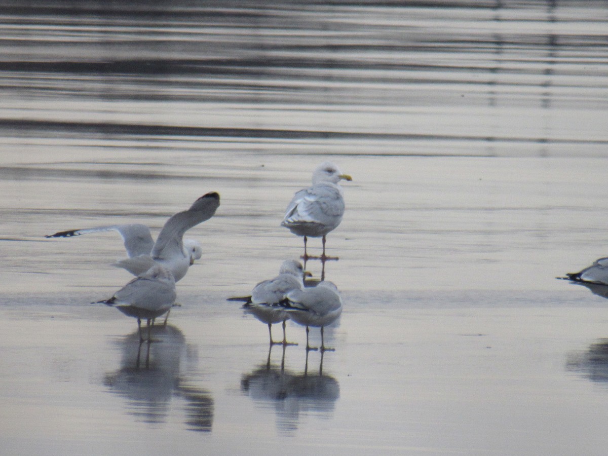 Iceland Gull - ML406946751