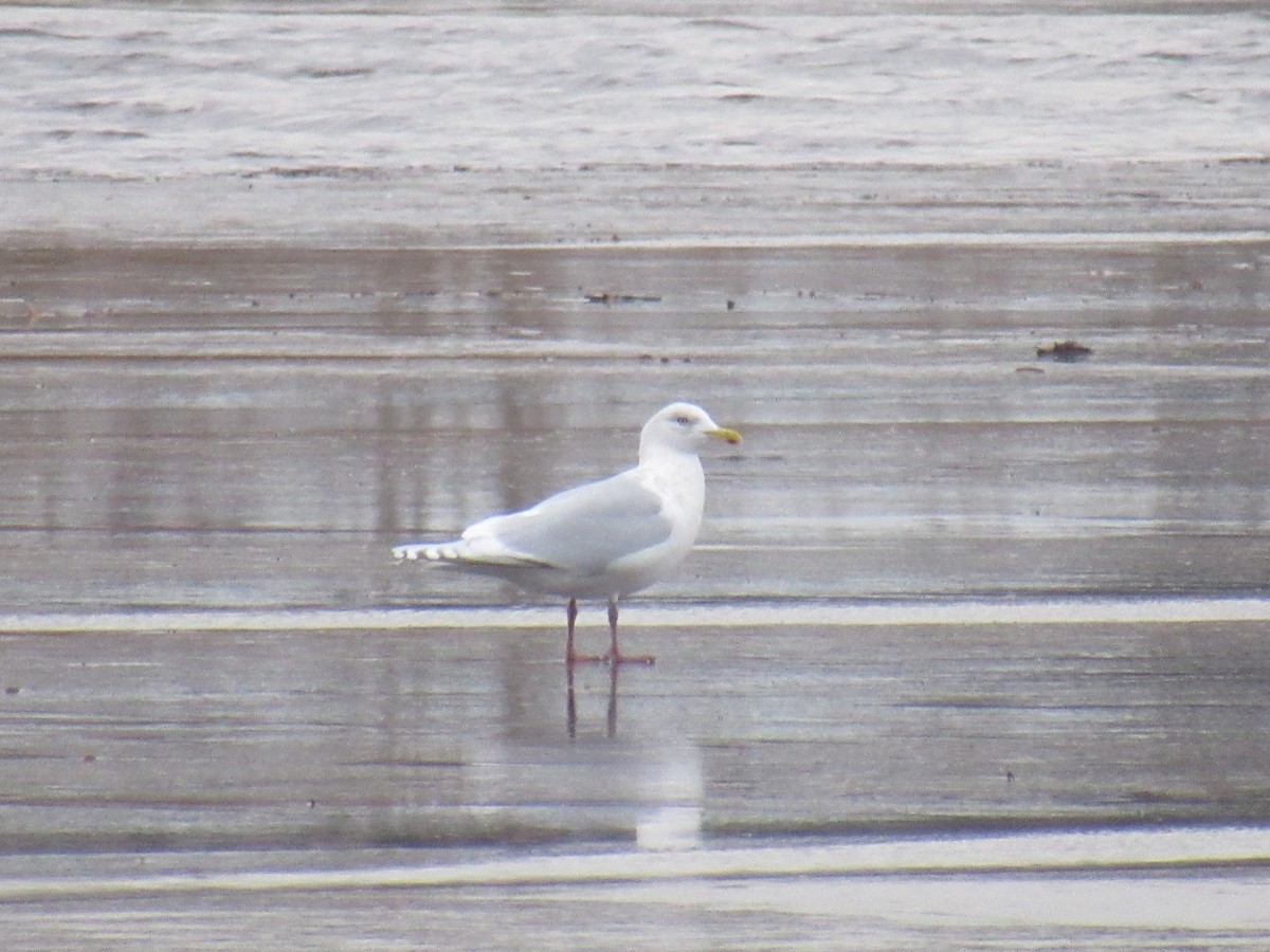 Iceland Gull - ML406946871