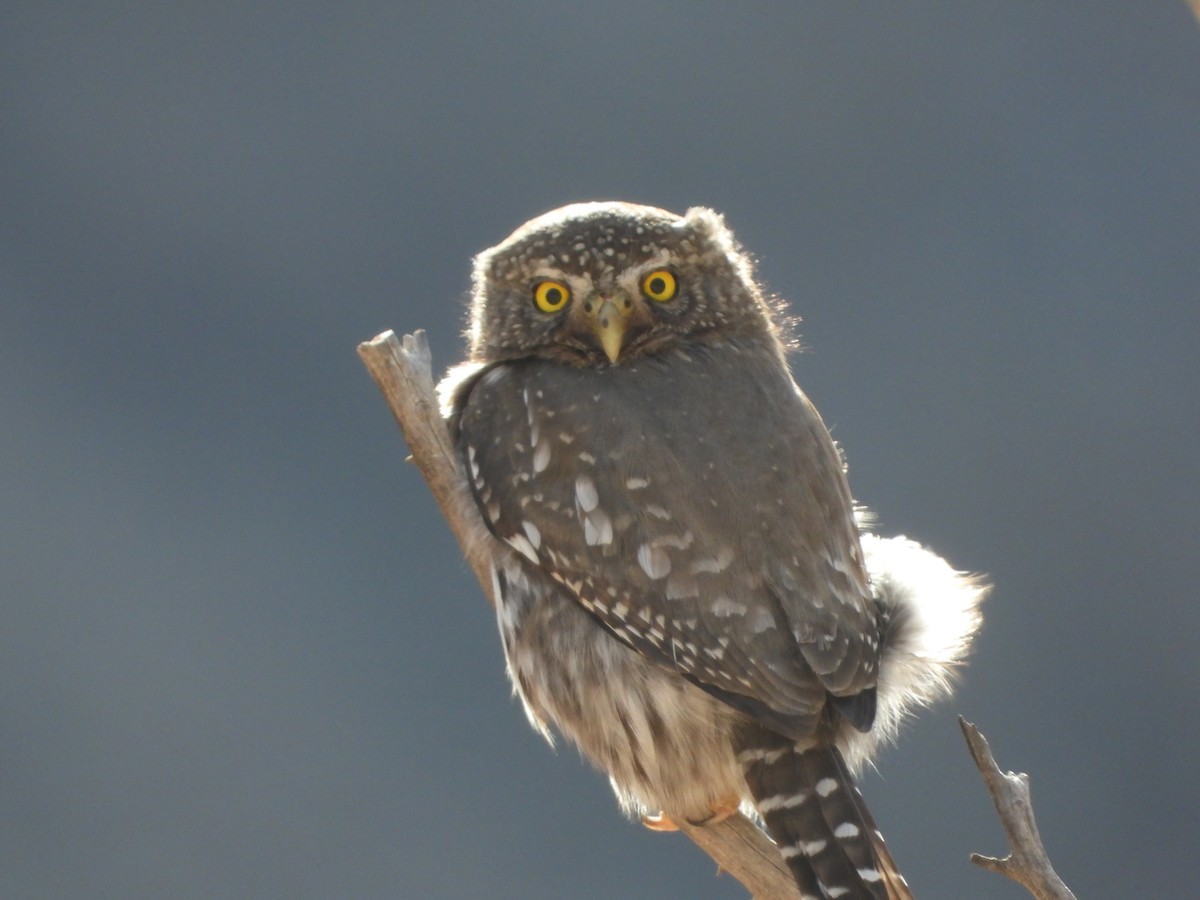 Northern Pygmy-Owl - ML406948391