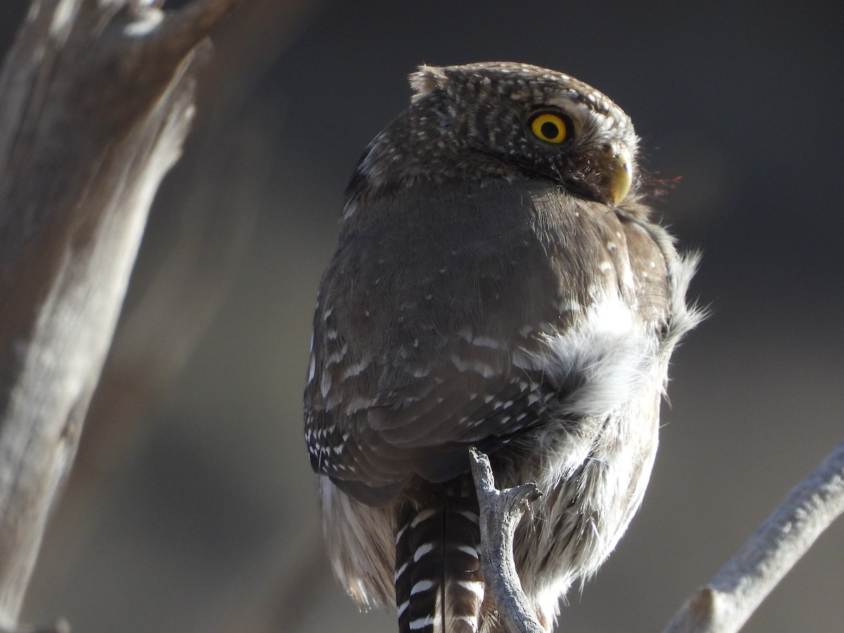 Northern Pygmy-Owl - ML406948411