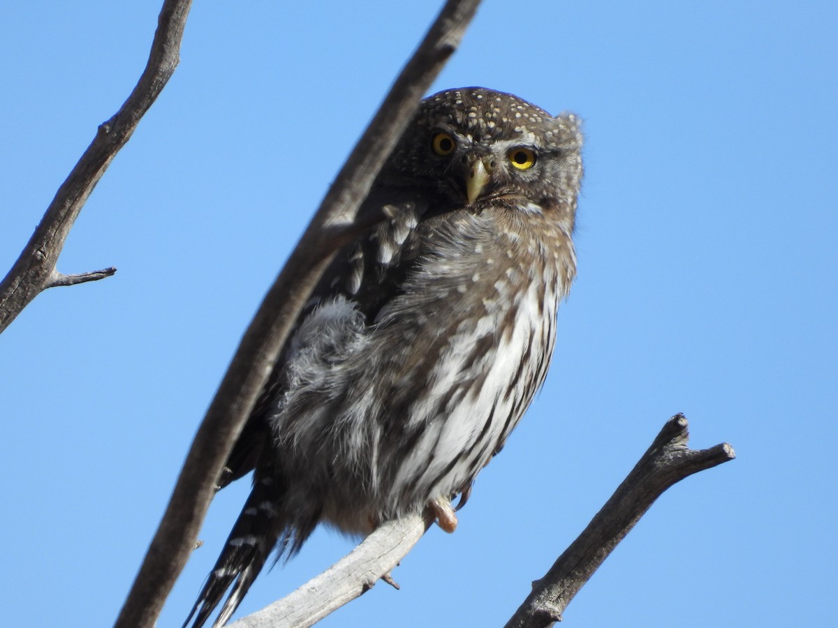 Northern Pygmy-Owl - ML406948481